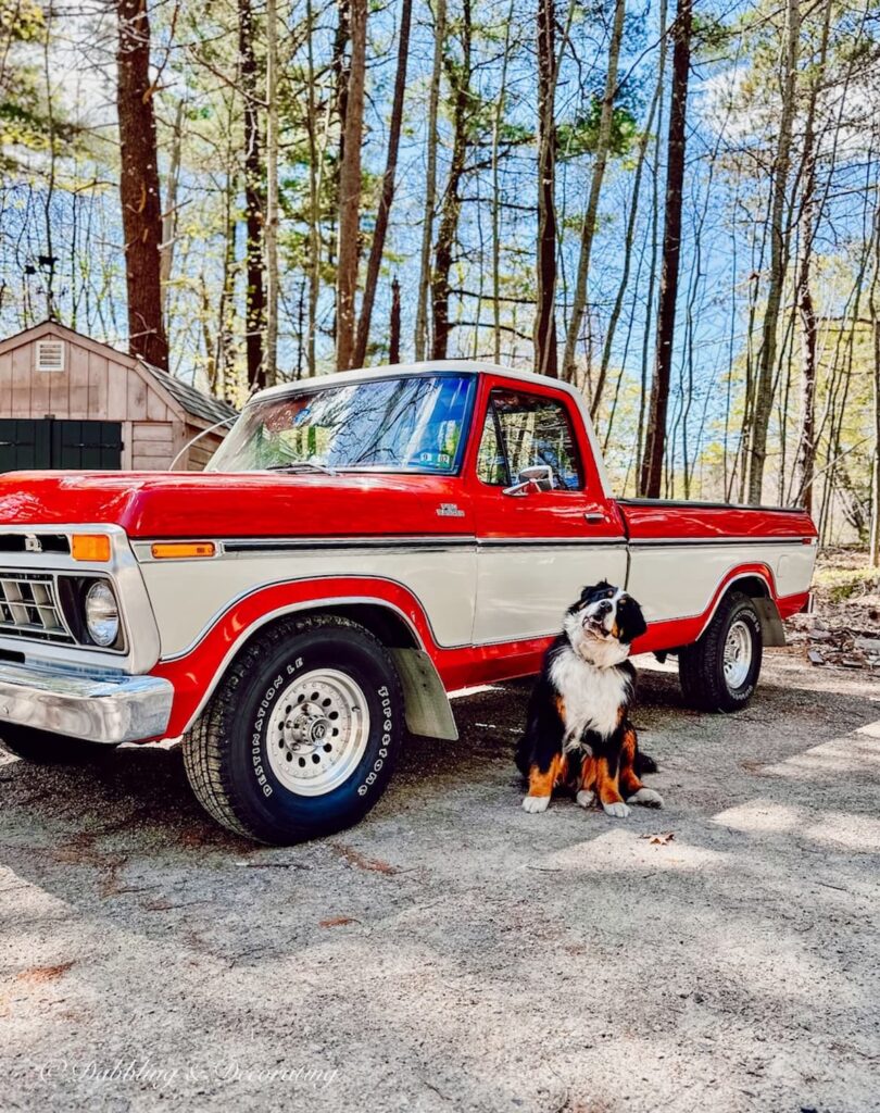 Vintage Ford Truck and Bernese Mountain Dog getting ready for summer.