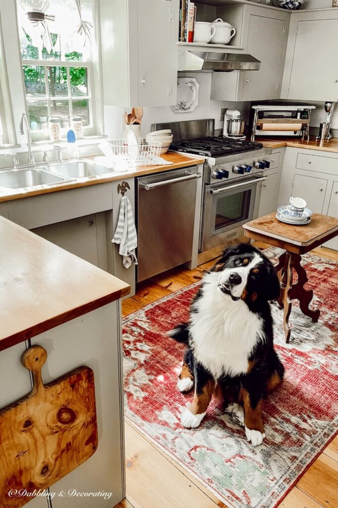 Bernese Mountain Dog in the Kitchen