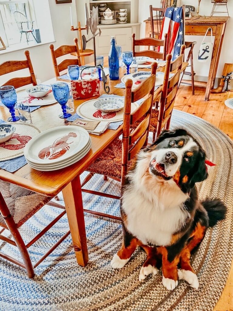 Bernese Mountain Dog in Dining Room