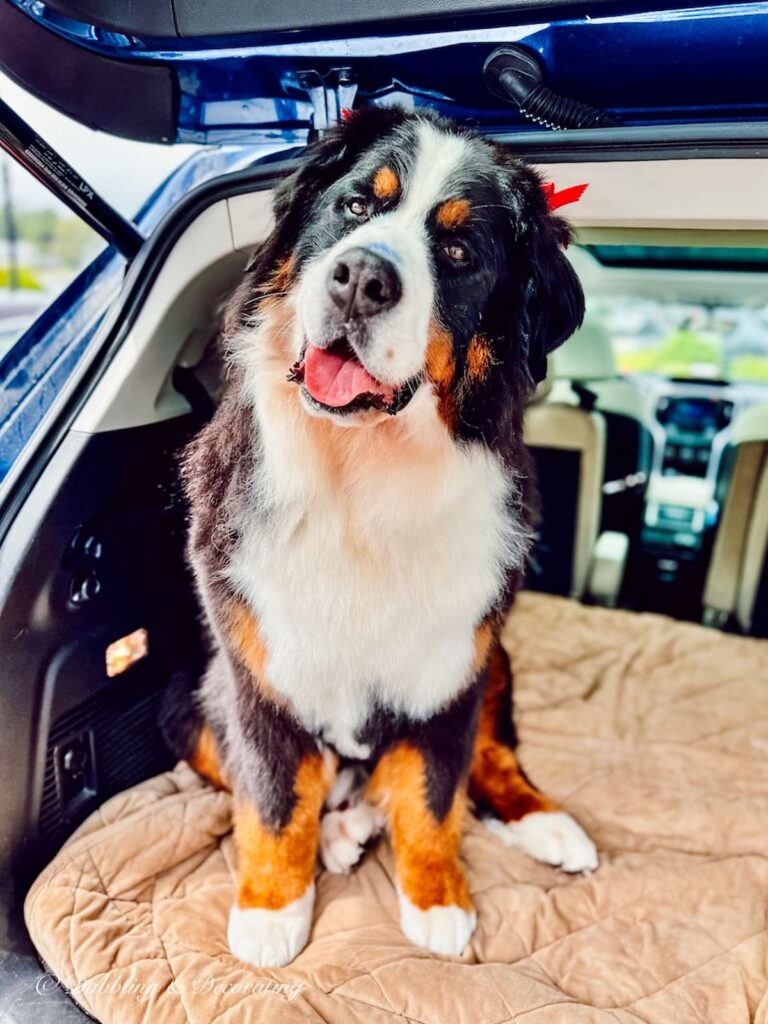 Bernese Mountain Dog