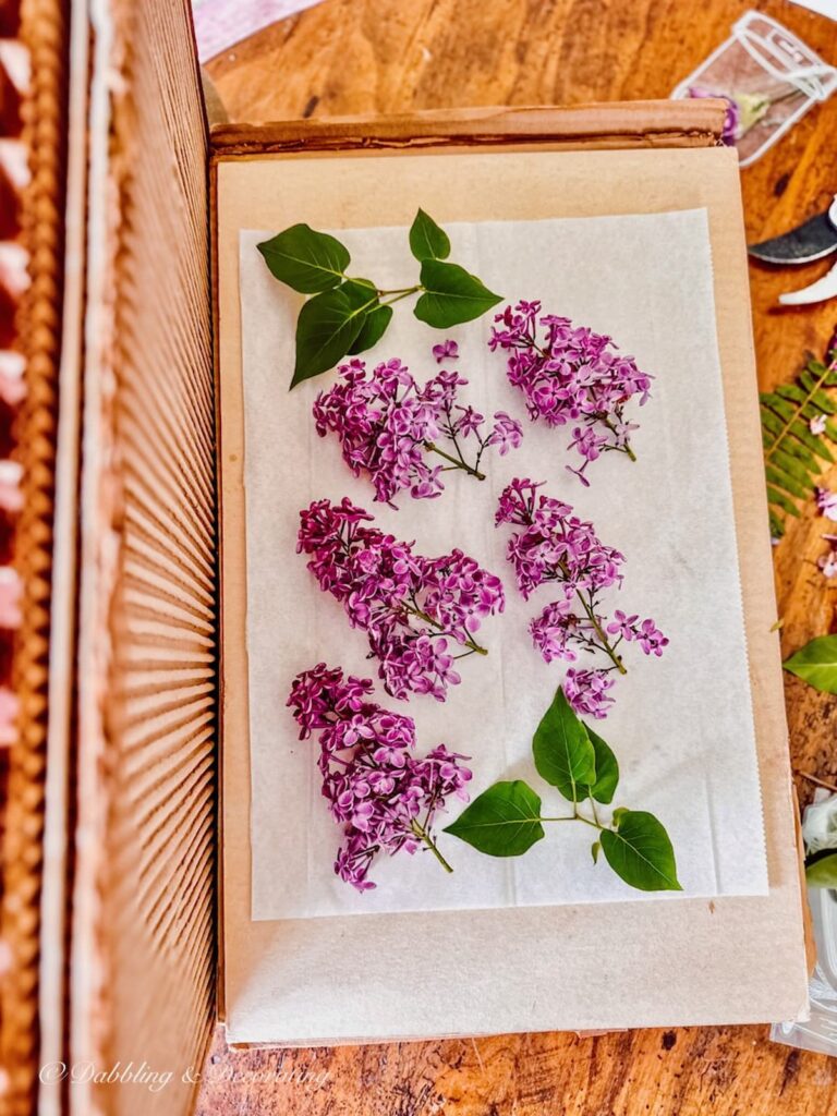 Lilacs in large wooden Vintage Flower Press