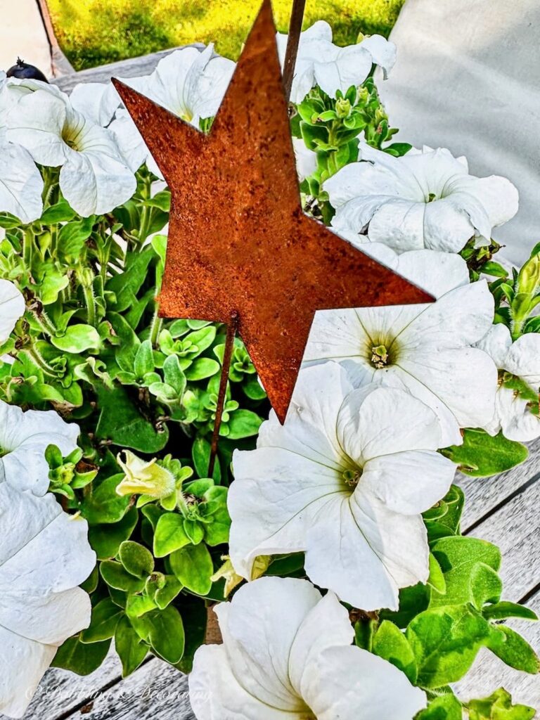 White Petunias with rustic iron star.