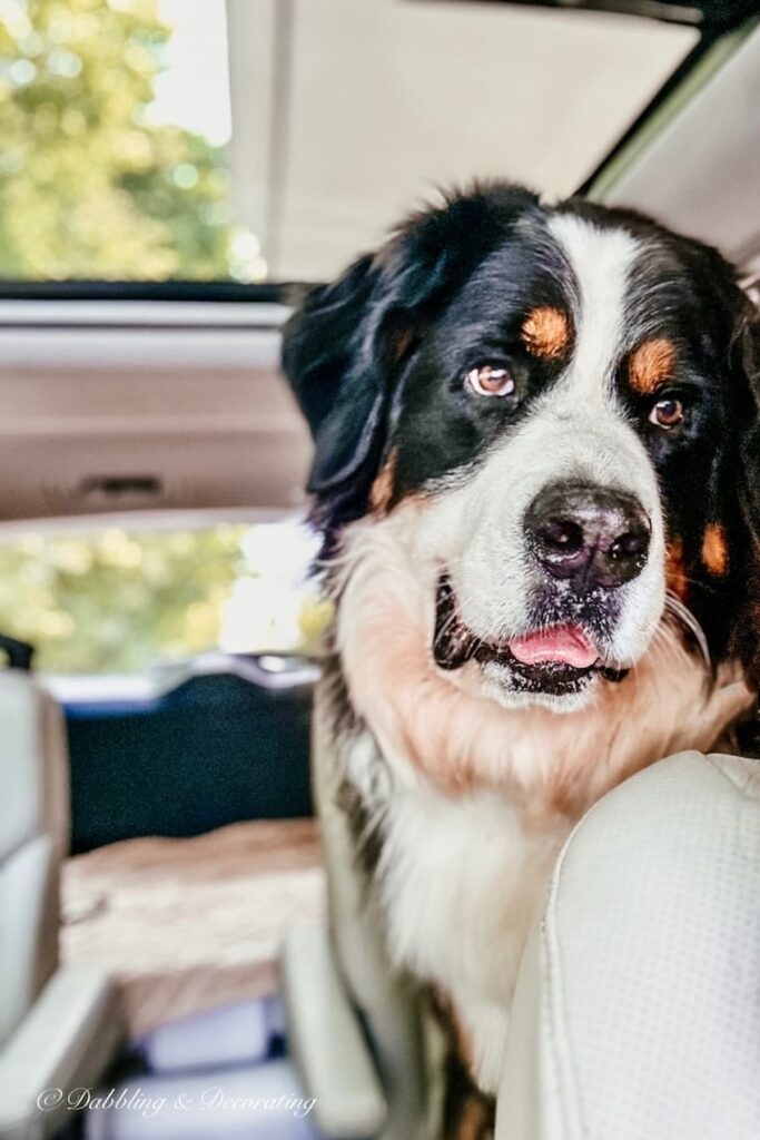 Ella, the Bernese Mountain Dog