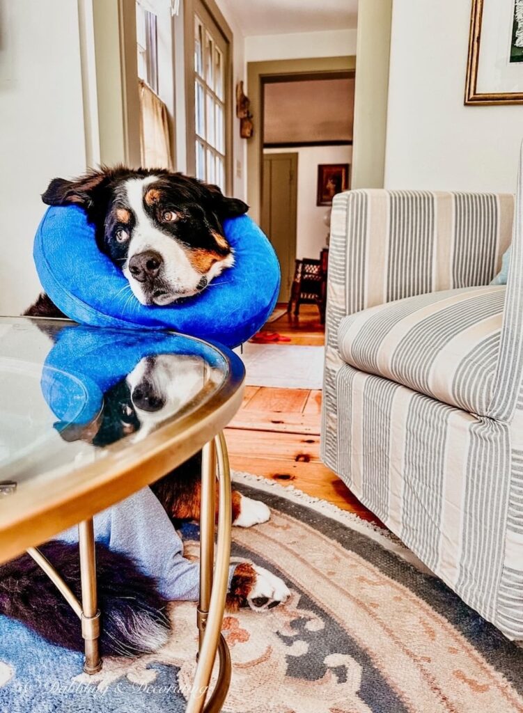 Bernese Mountain Dog with Cone