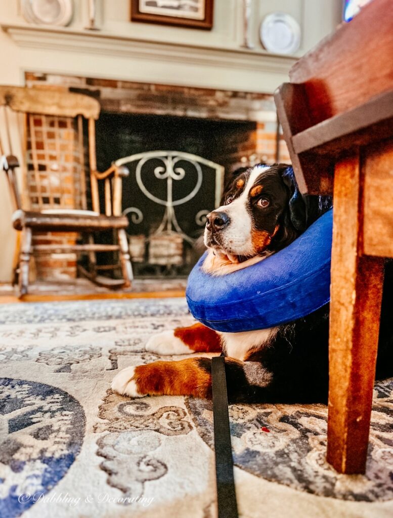 Bernese Mountain Dog with Cone