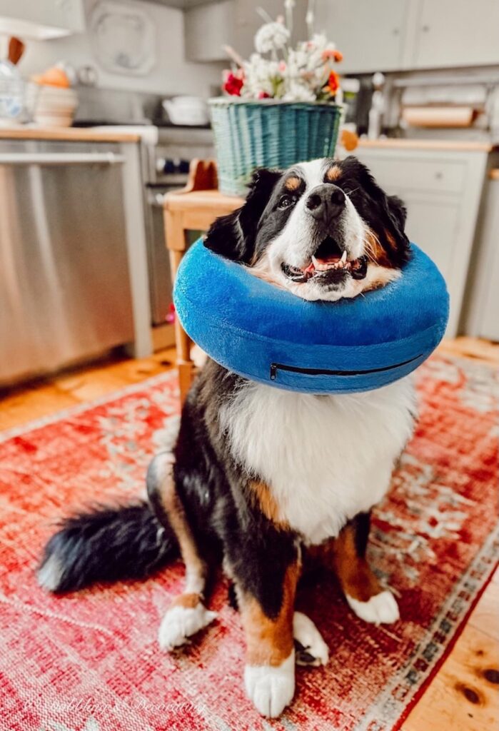 Ella, Bernese Mountain Dog with Cone