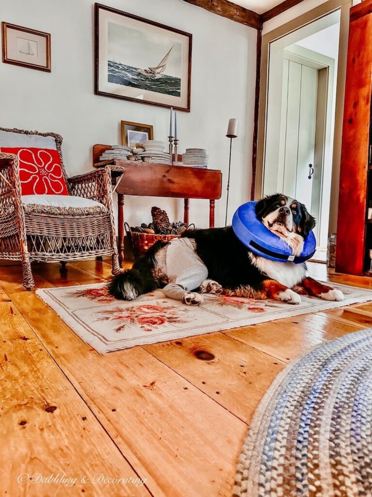 Bernese Mountain Dog in front of Nautical Wall Painting