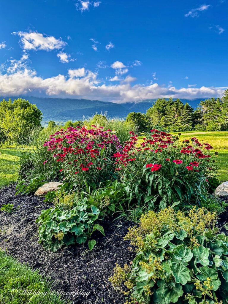 Summer Flowers in the Mountains