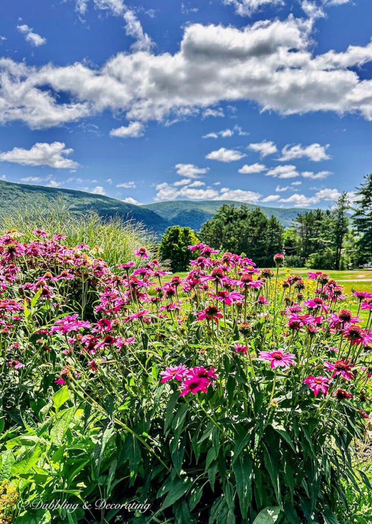 Summer Flowers in the Mountains