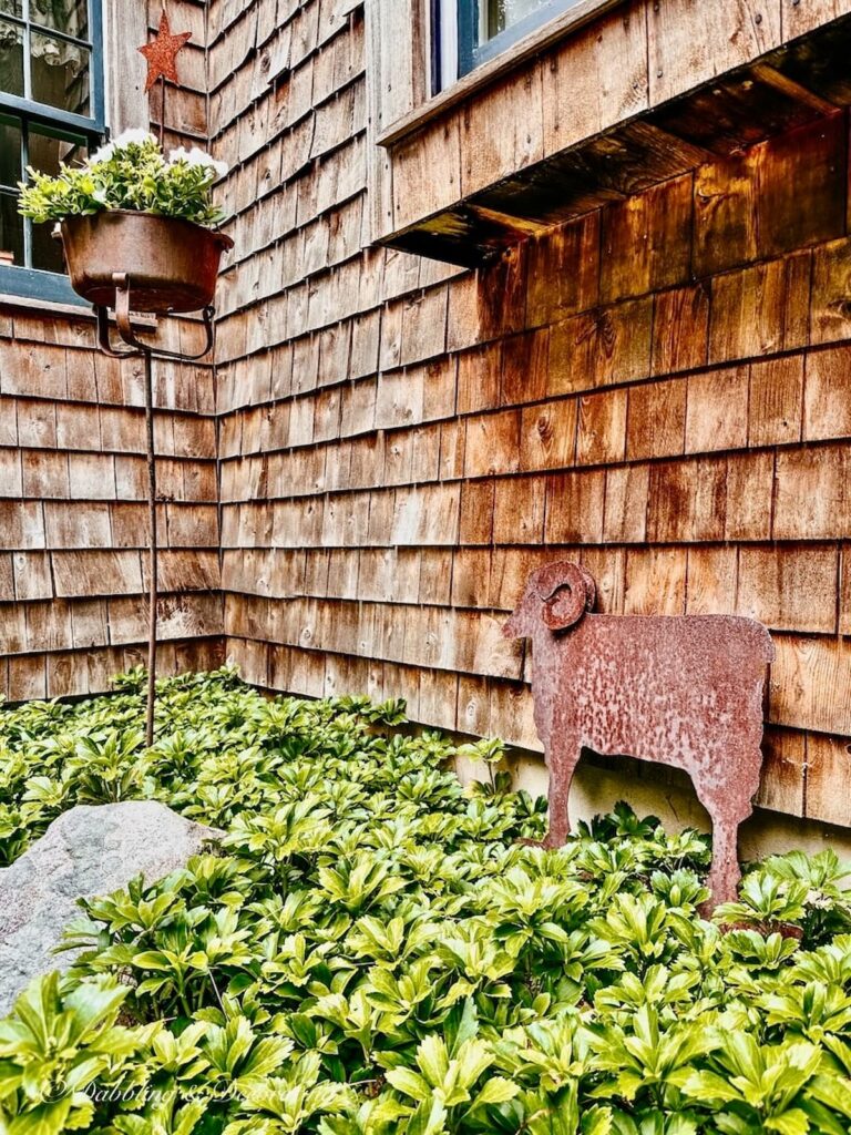 Rusted Ram Garden Stake in Pachysandra