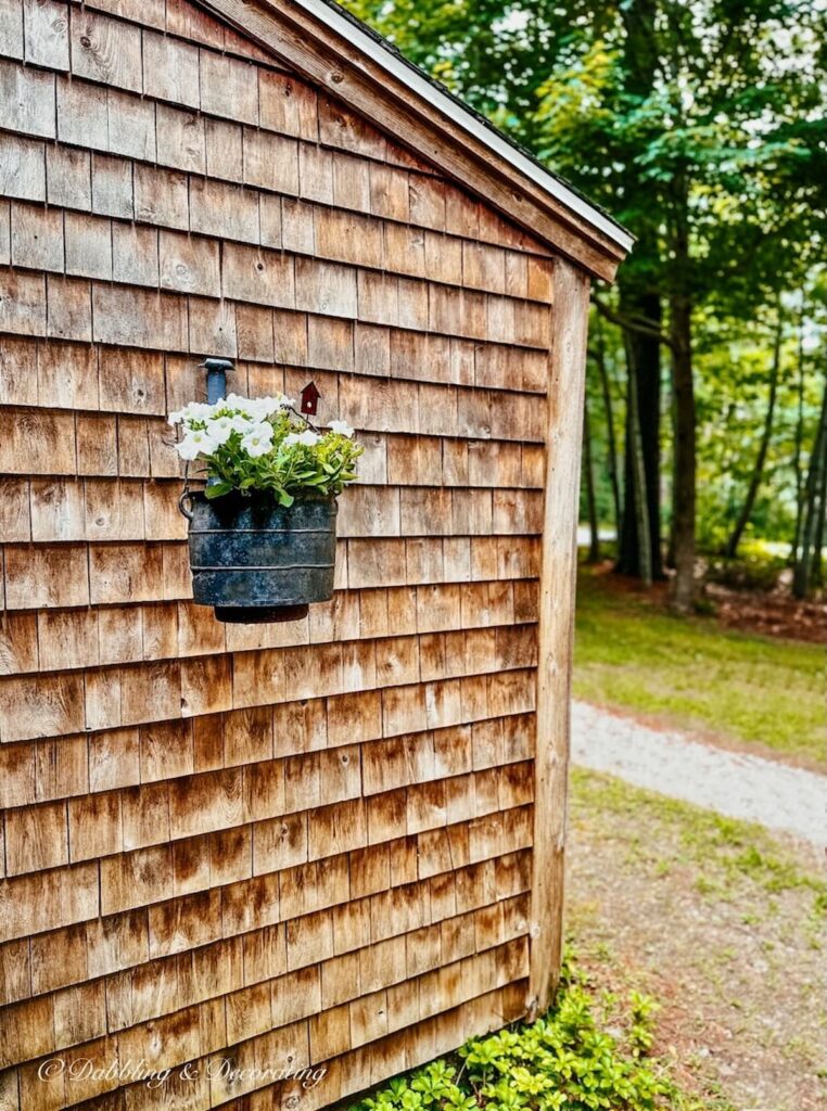 Cast Iron Hanging white petunias bean pot on house.