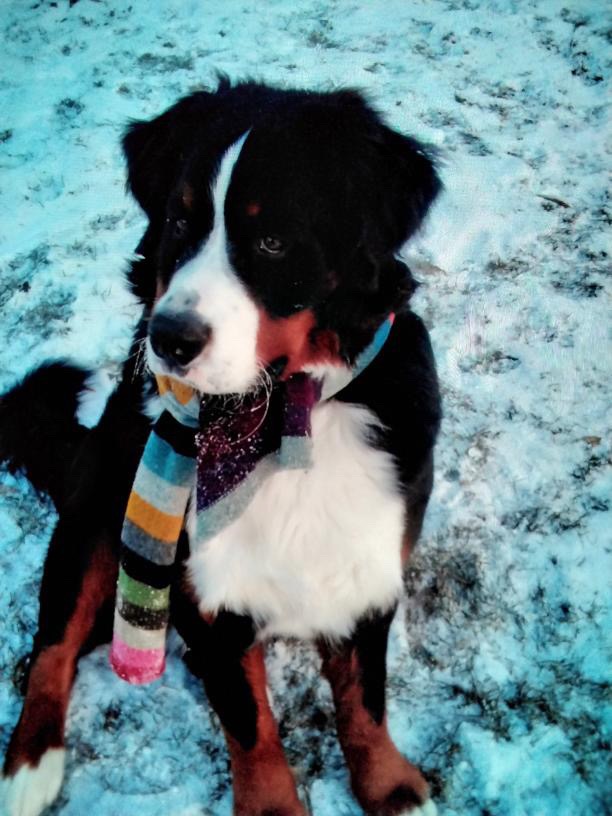 Bernese Mountain Dog, Ruger