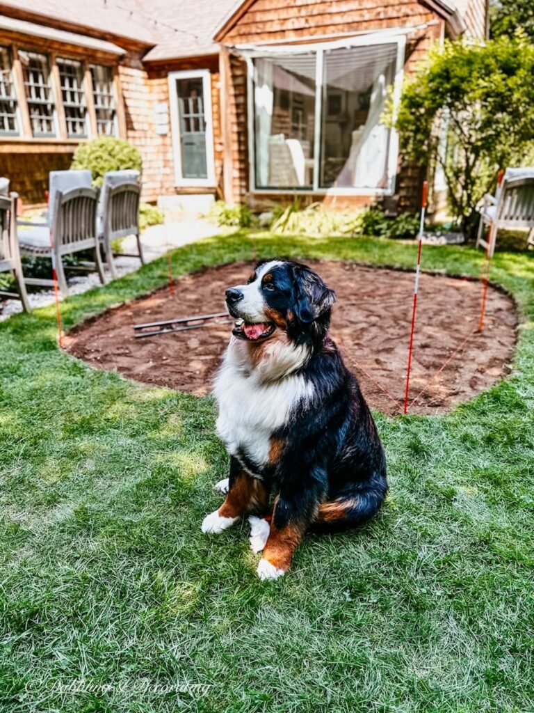 Bernese Mountain Dog in front of patio in the making.