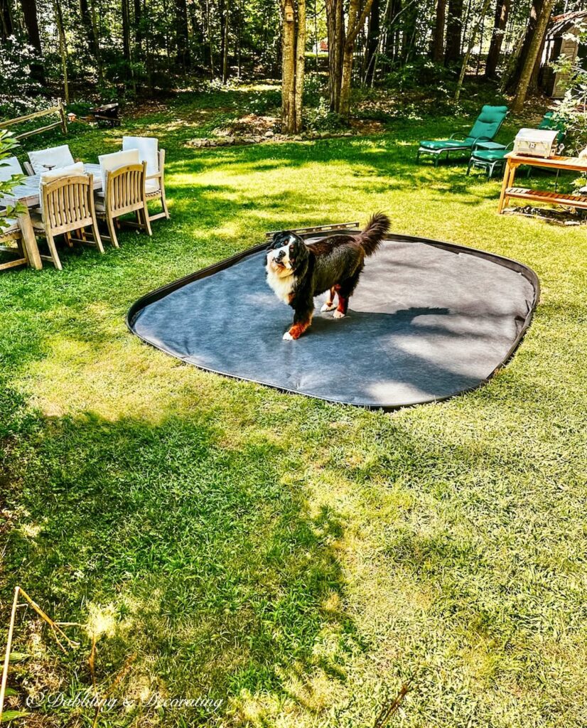 Bernese Mountain Dog on pea gravel Patio Prep Space