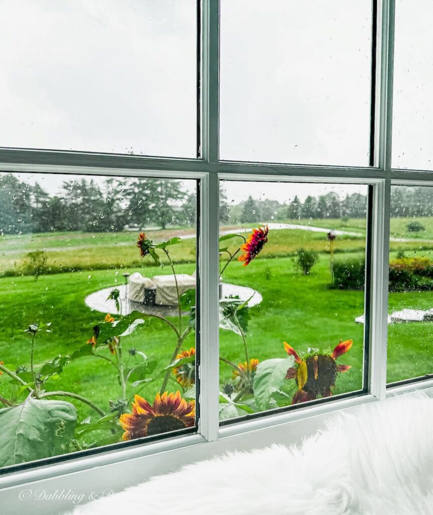 Window View of Rainy Day and sunflowers