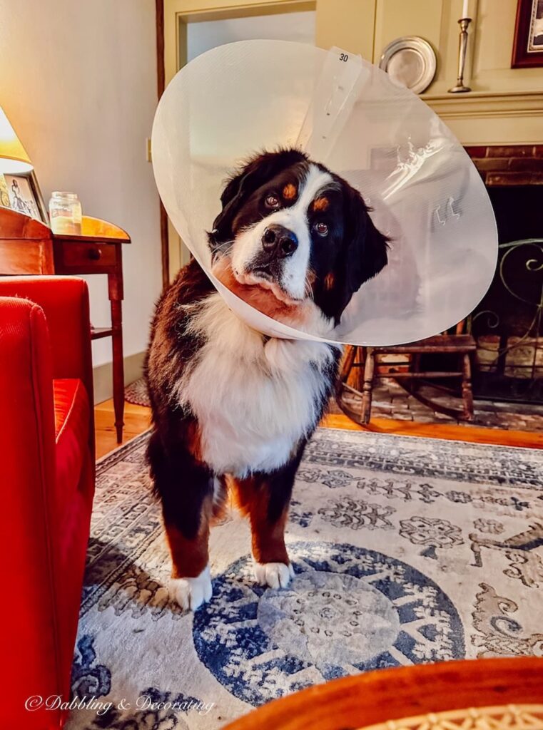 Bernese Mountain Dog, Ella in cone.