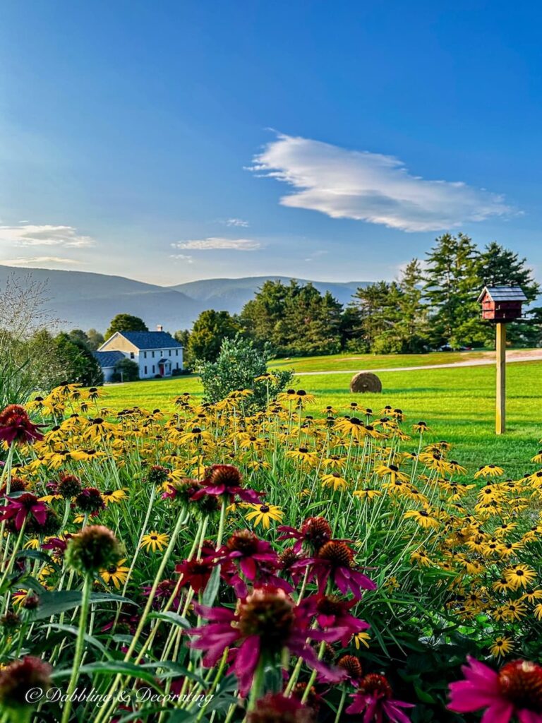 Rudbeckia and Coneflower in Bloom