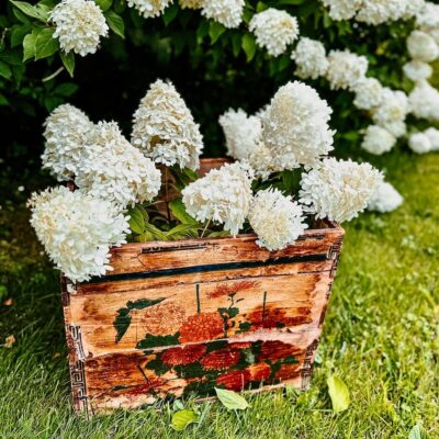 Summer into Fall: Limelight Hydrangeas, An Old Crate & Fresh Blooms