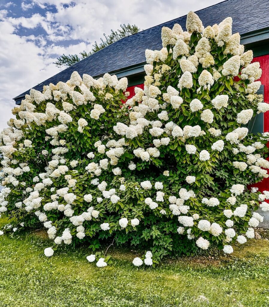 Limelight Hydrangeas bushes