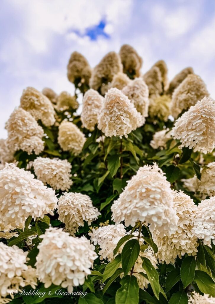 Limelight Hydrangeas