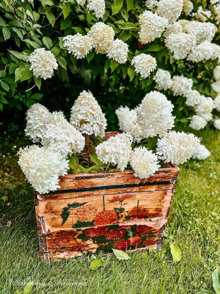 Limelight hydrangeas in old crate
