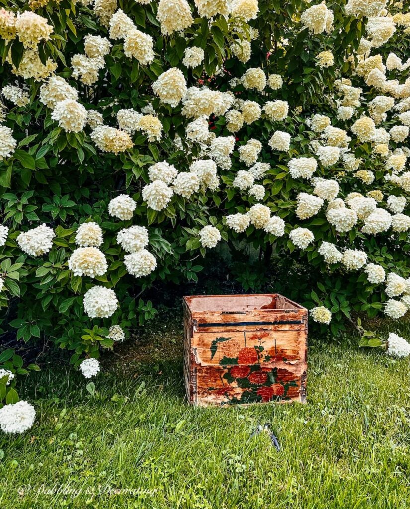 Limelight Hydrangeas and Old Vintage Crate