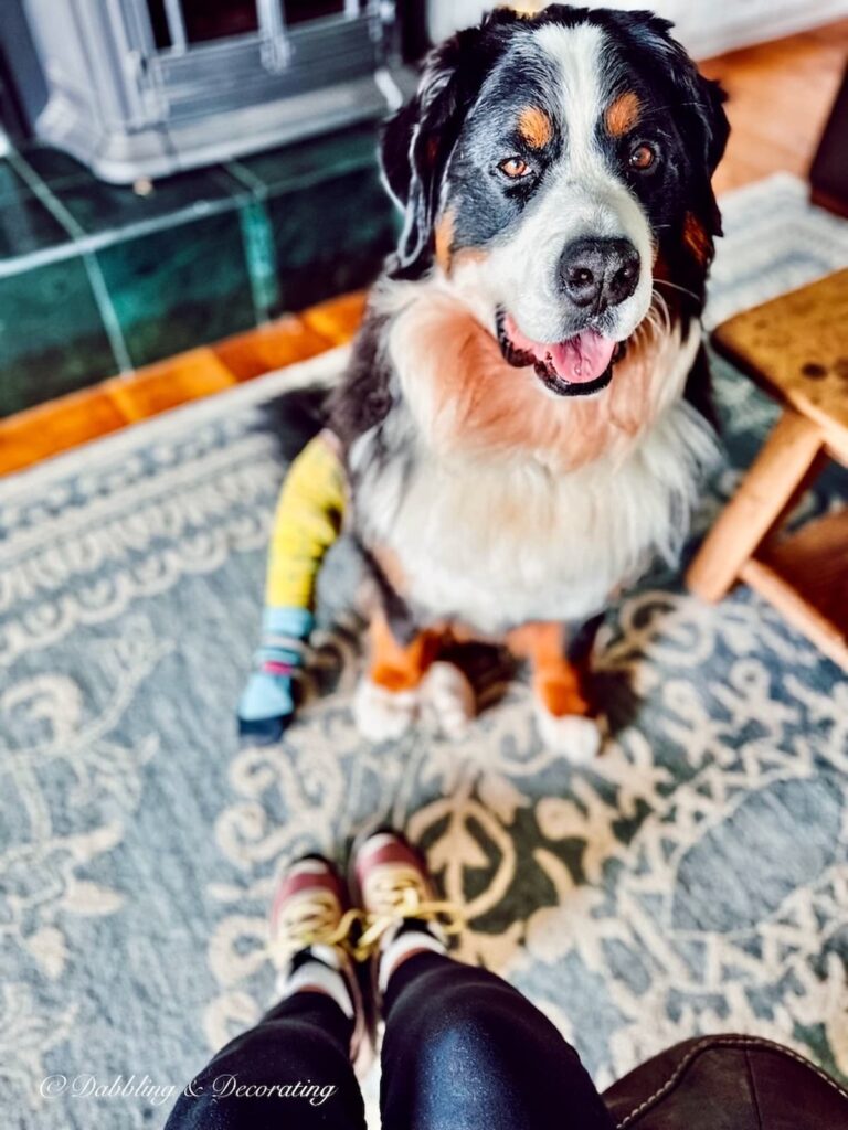 BERNESE MOUNTAIN DOG, ELLA