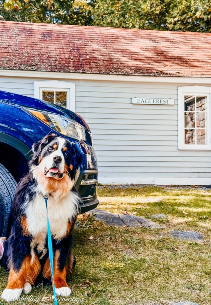 Bernese Mountain Dog