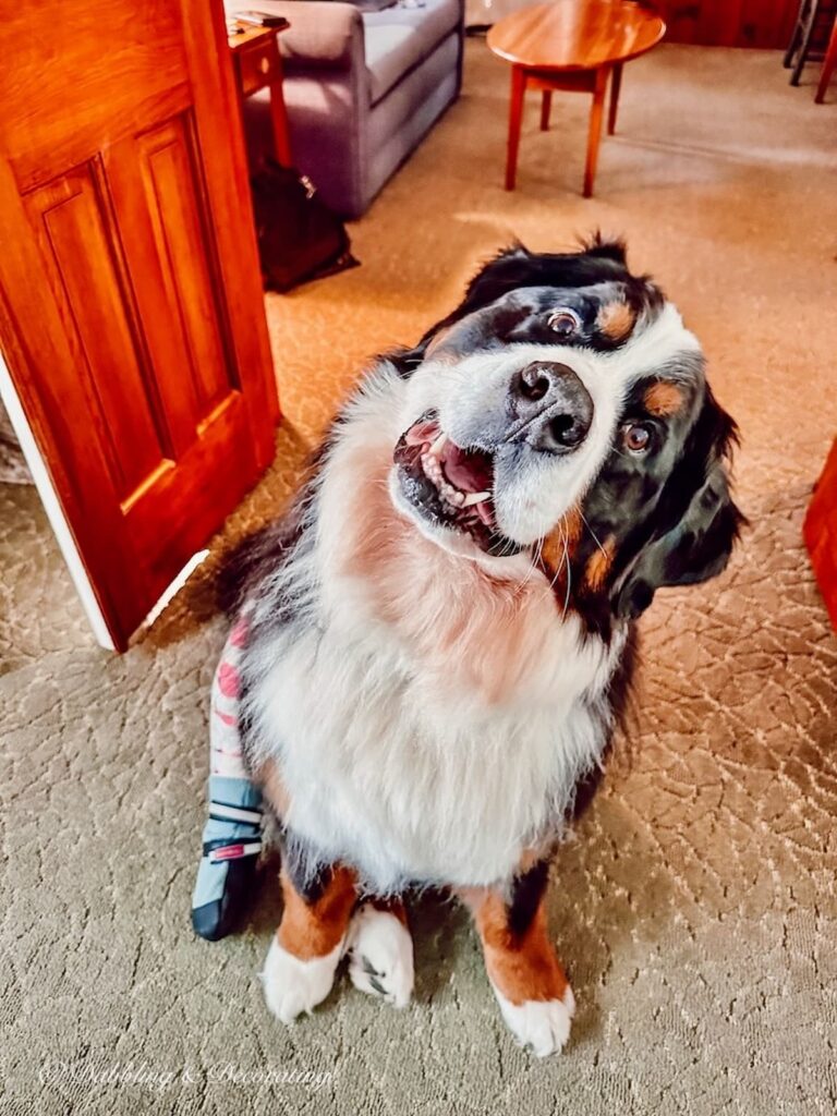 Bernese Mountain Dog