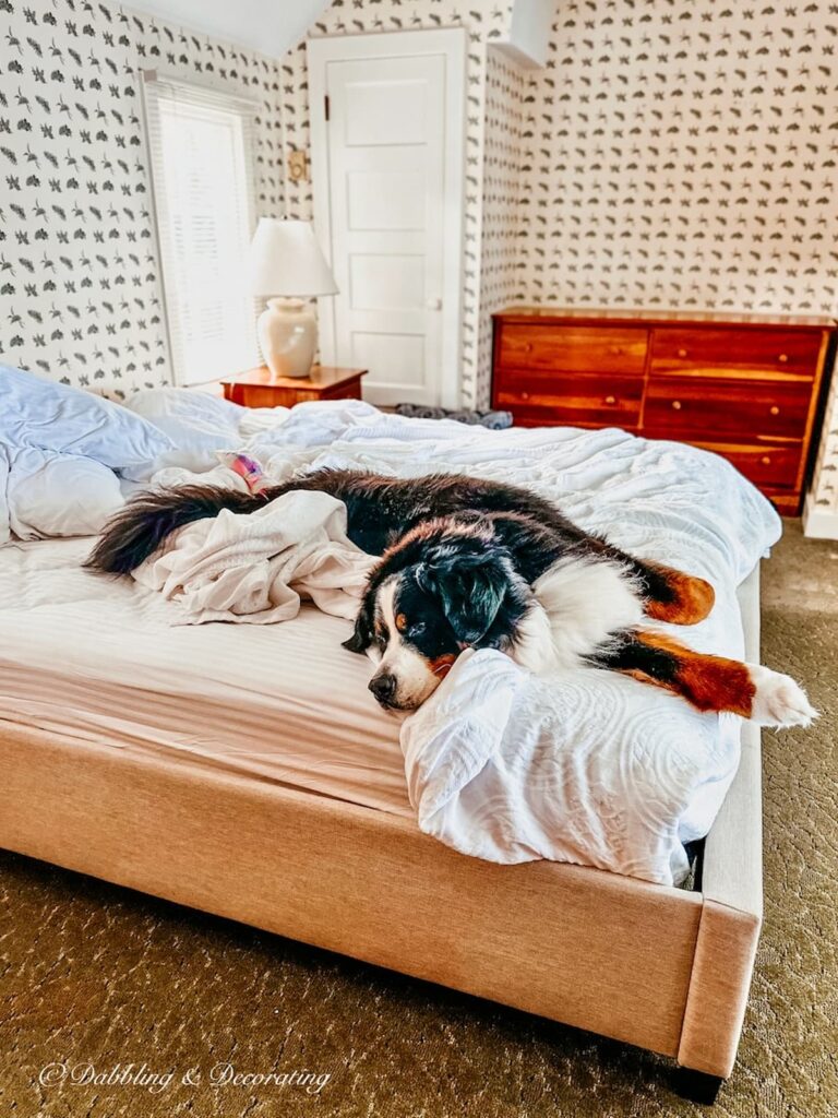 Bernese Mountain Dog on Bed