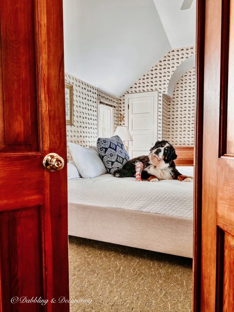 Bernese Mountain Dog on Bed