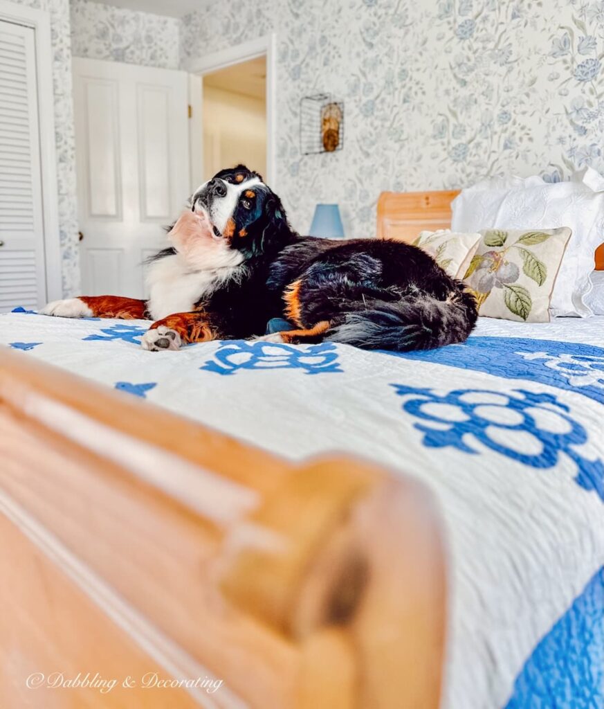 Bernese Mountain Dog on Cozy Sleigh Bed