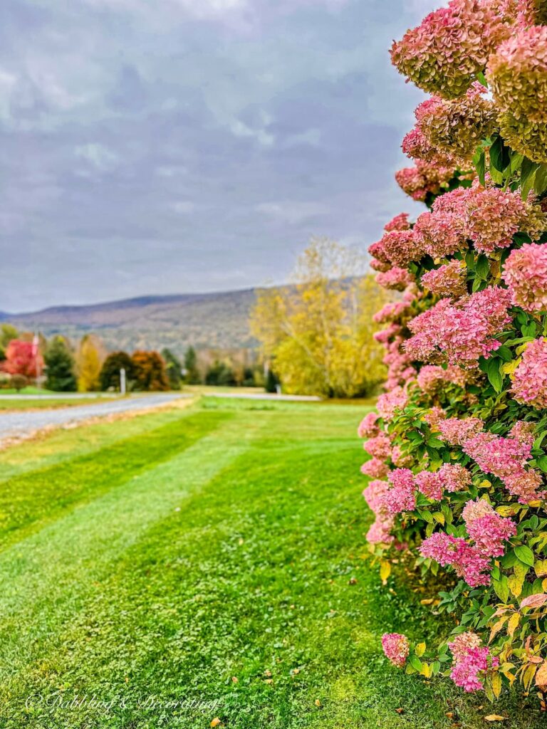 Fall Hydrangeas Bush in the Mountains