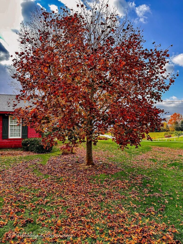 Red Tree in Yard last remaining leaves in November during Stick season in Vermont.