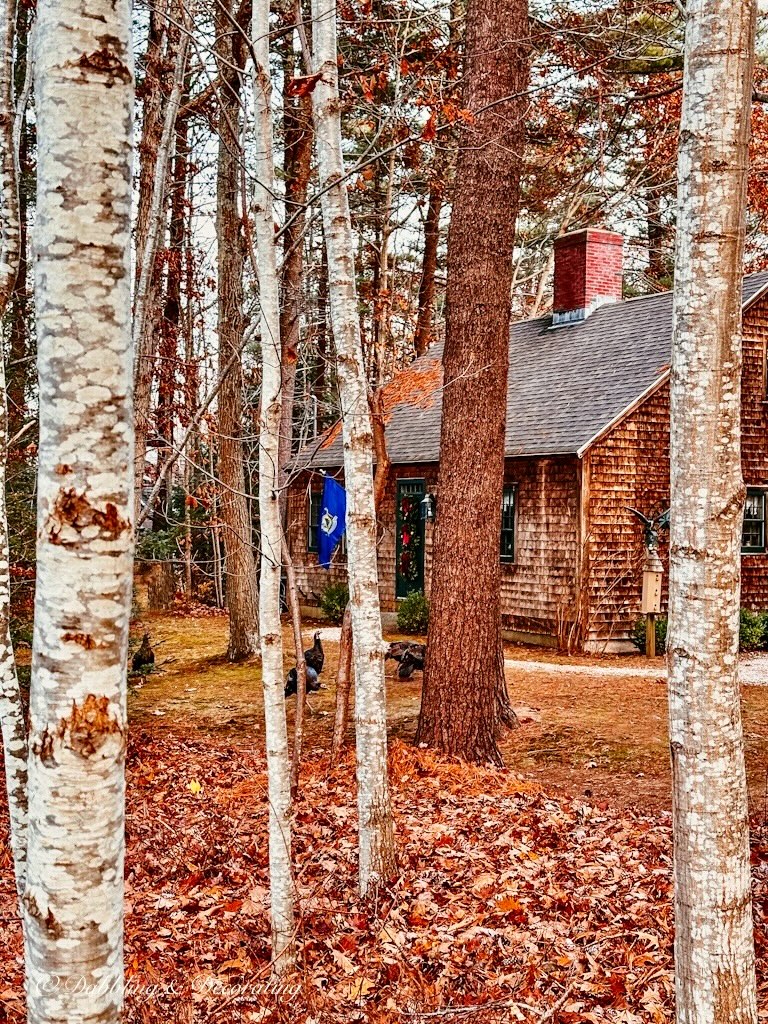 Maine Home in the Woods with Turkeys