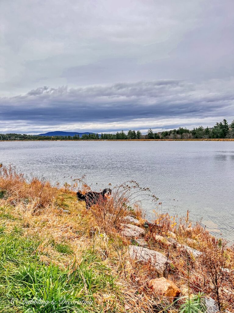 Bernese Mountain Dog Next to Water and Mountains