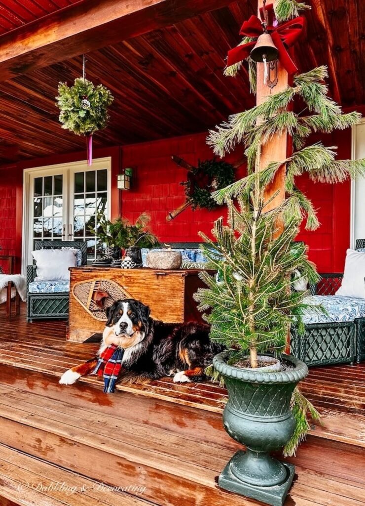 Bernese Mountain Dog on Holiday Front Porch