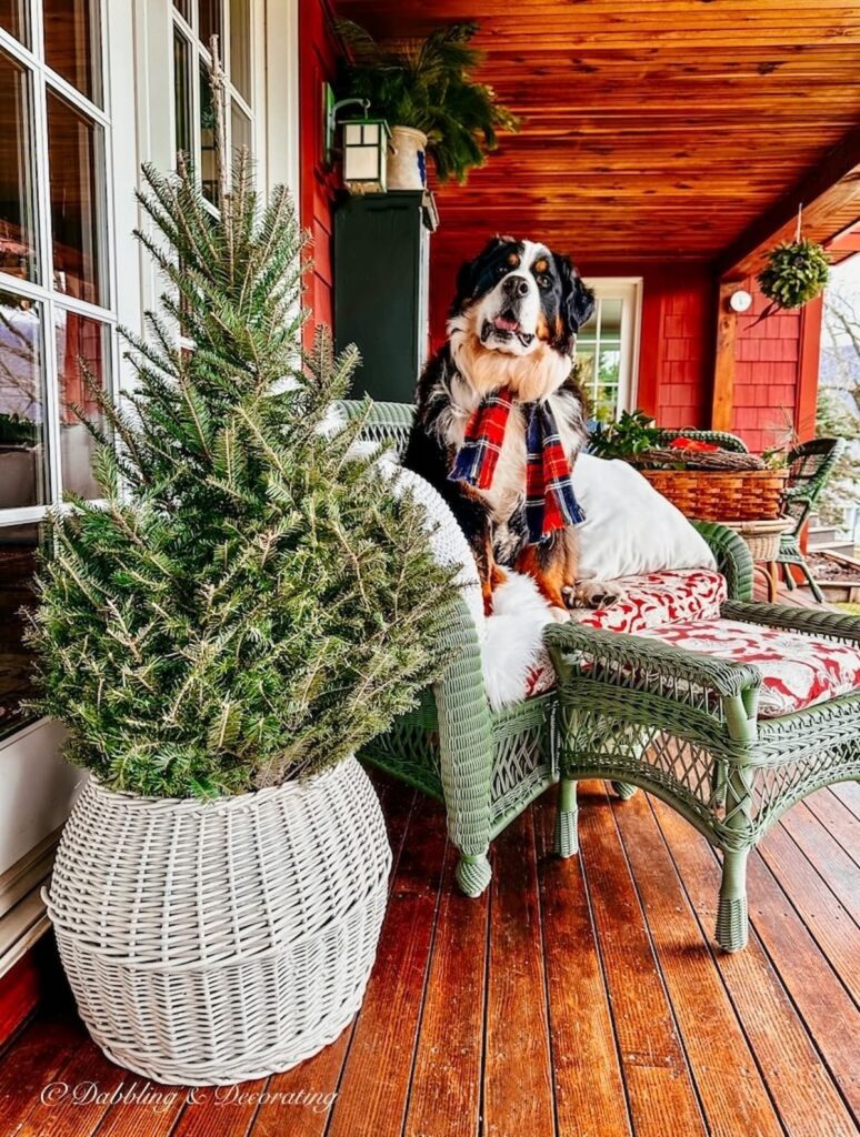 Bernese Mountain Dog with Front Porch Christmas Tree