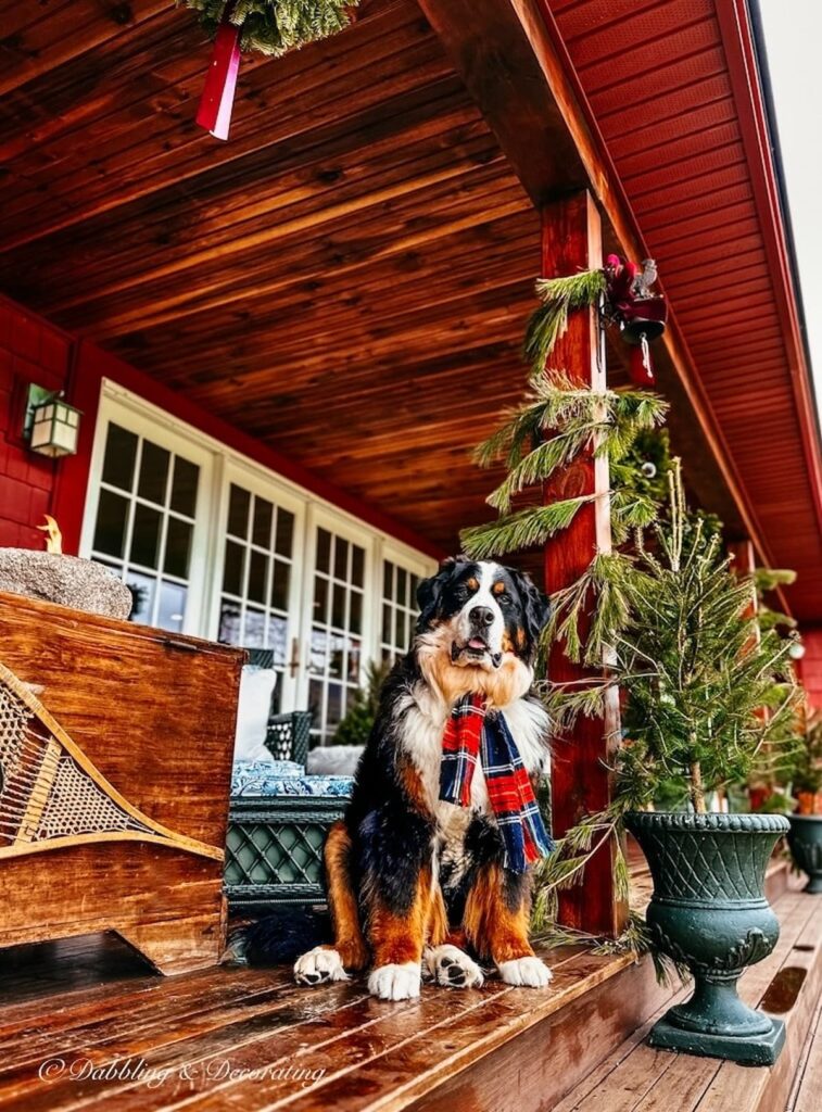Bernese Mountain Dog with Christmas Tree Planter