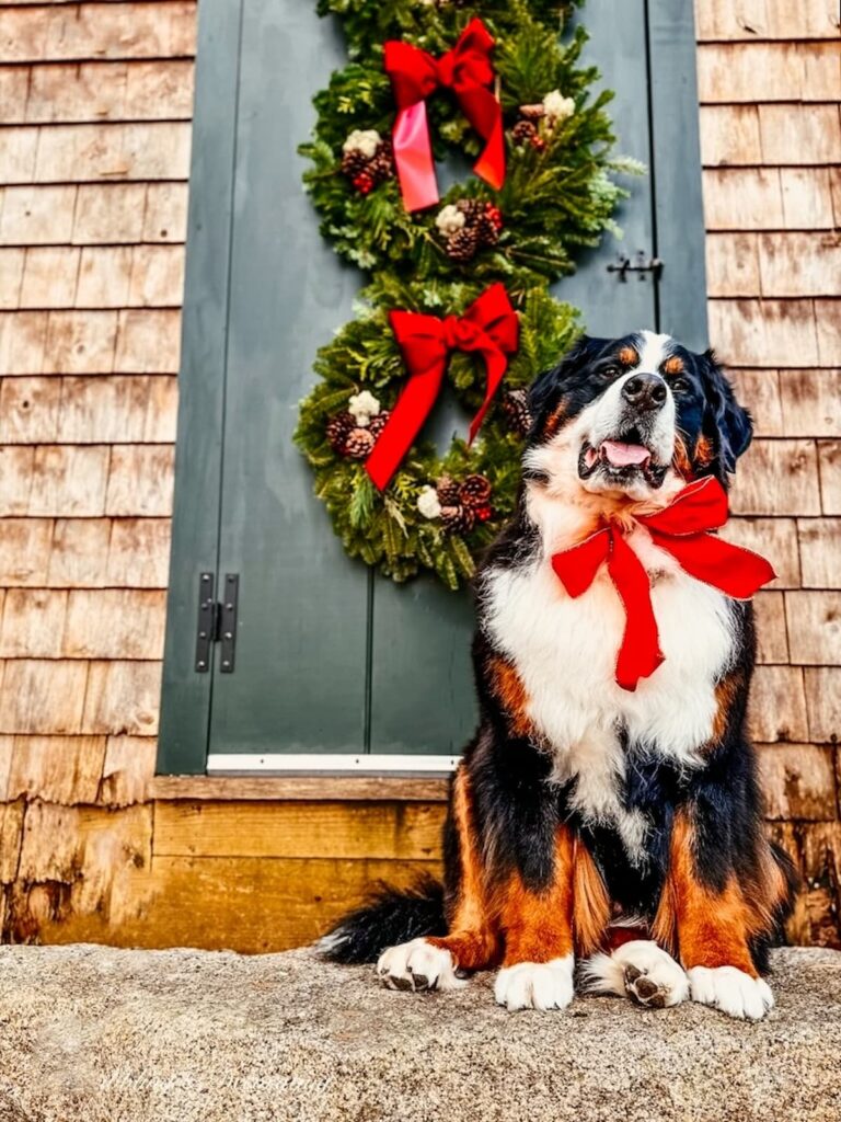 Bernese Mountain Dog with Christmas Wreath Front Door