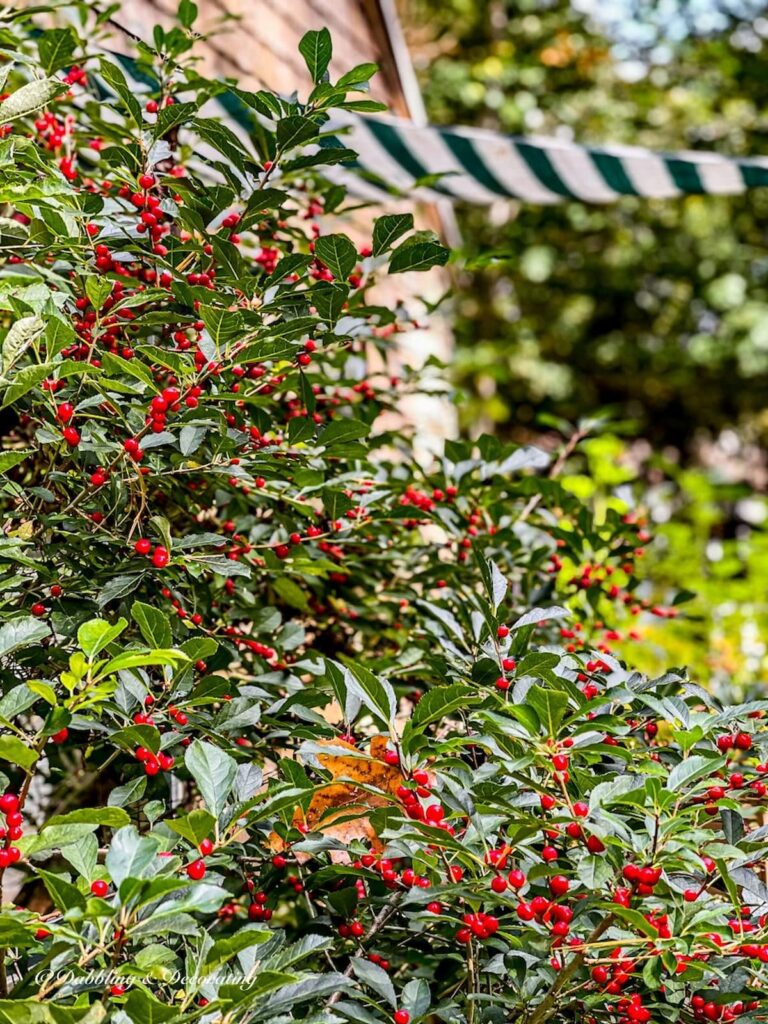 A holly bush adorned with red berries in front of a house, adding festive touch to 12 Days of Christmas Decorations.