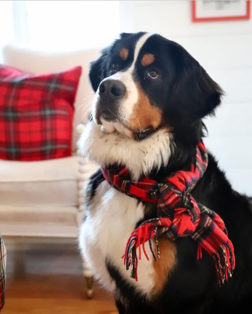 Buoy, the Bernese Mountain Dog from Kennebunk, ME with Plaid Scarf