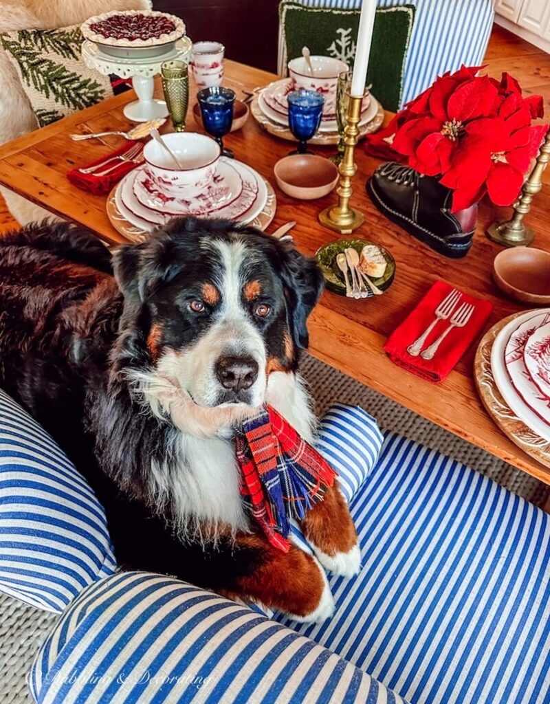 Bernese mountain dog in a festive cabin setting with a beautifully decorated table for Christmas.