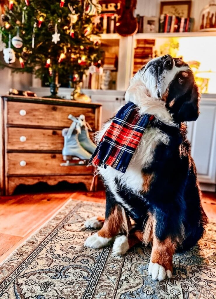 Bernese Mountain Dog, Dresser and Mini Tree