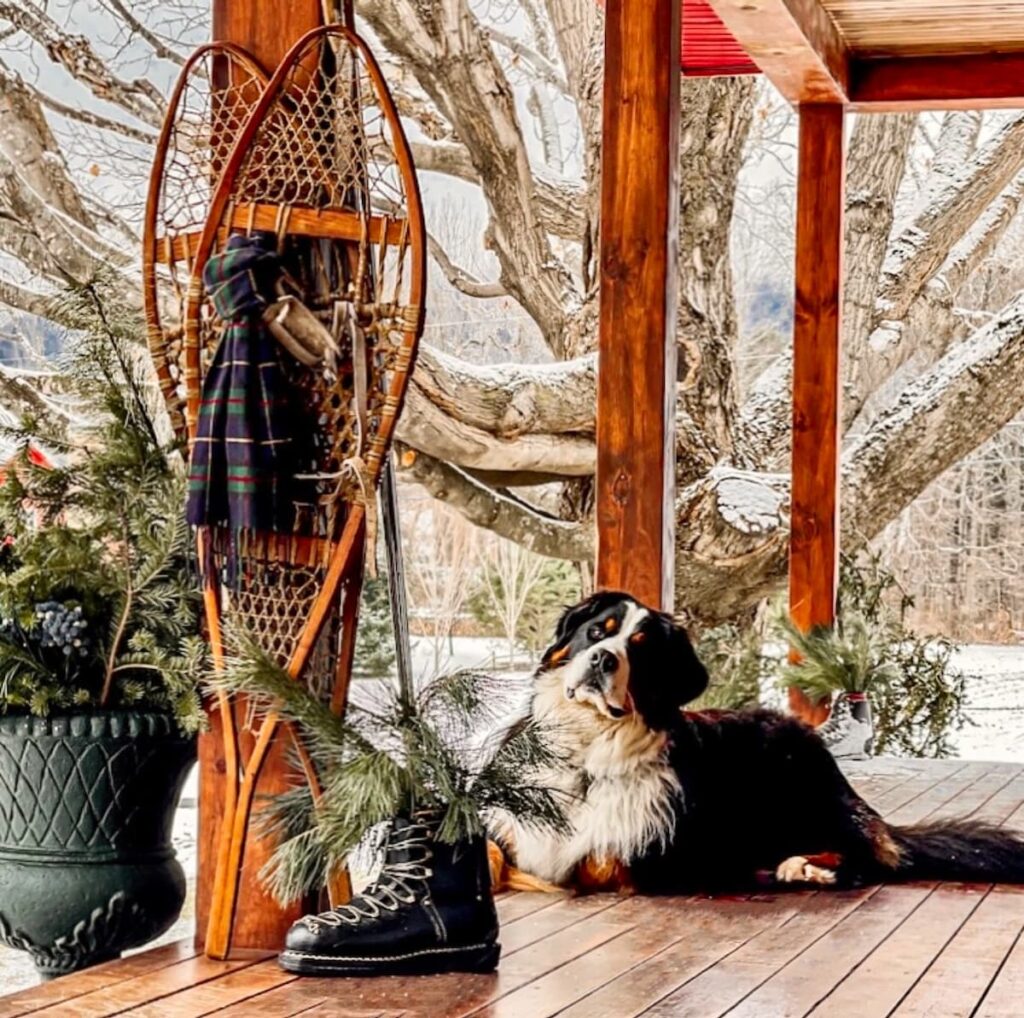 A Bernese Mountain Dog sits on a porch with a pair of vintage snowshoes.