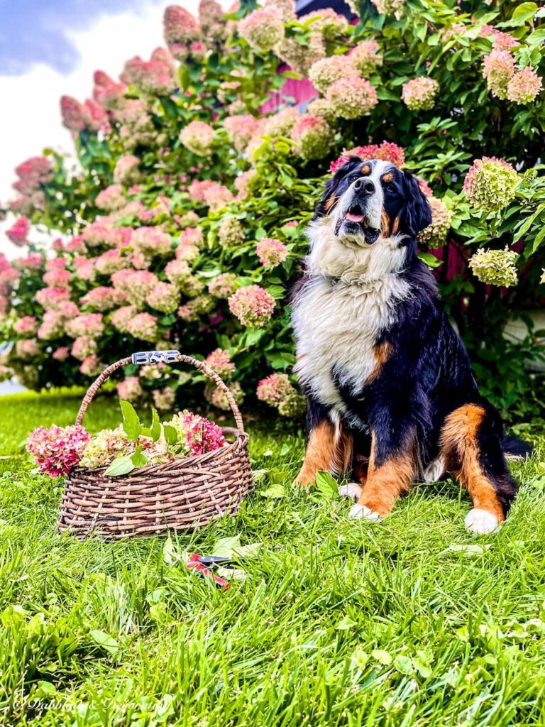 Bernese Mountain Dog and Fall Hydrangeas