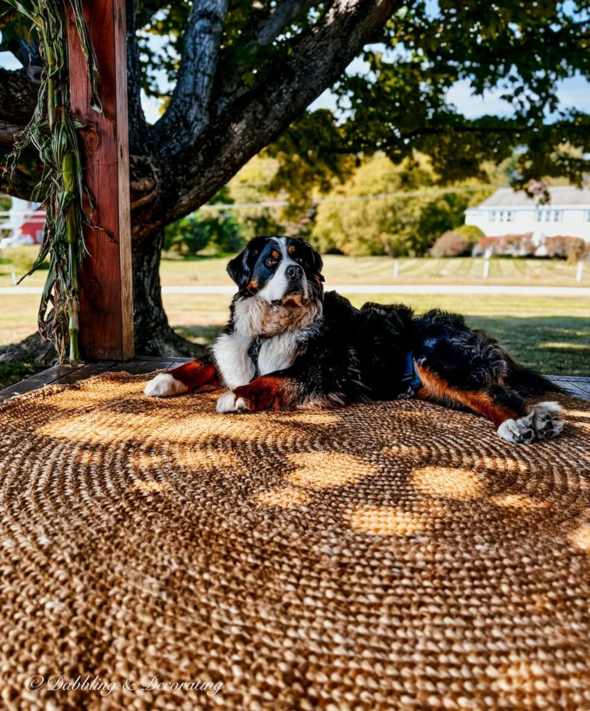 Bernese Mountain Dog on outdoor porch rug resting.