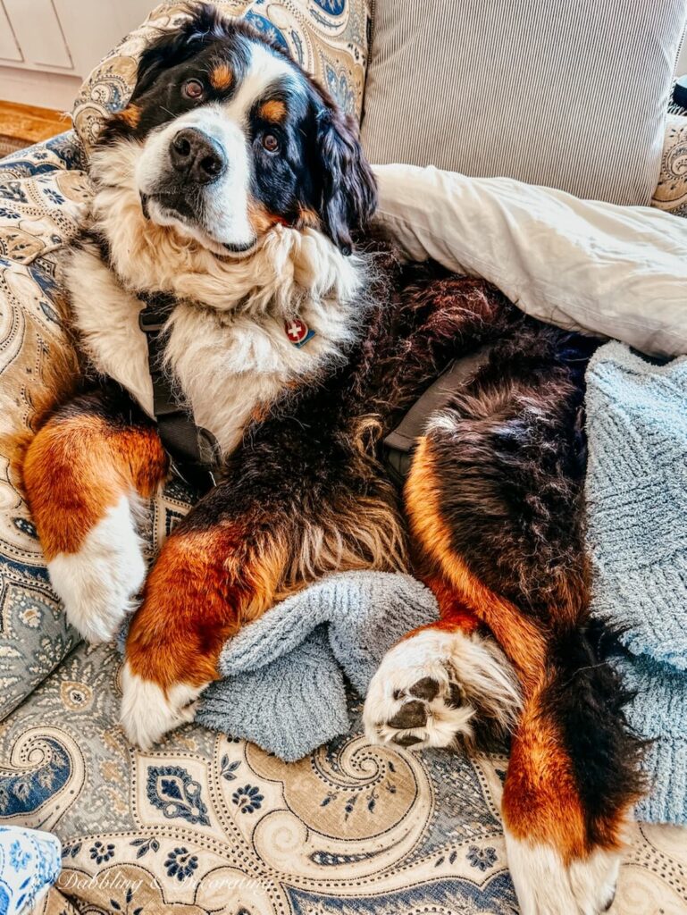 Ella, the Bernese Mountain Dog resting on couch after Diagnoses with Wobblers Syndrome.