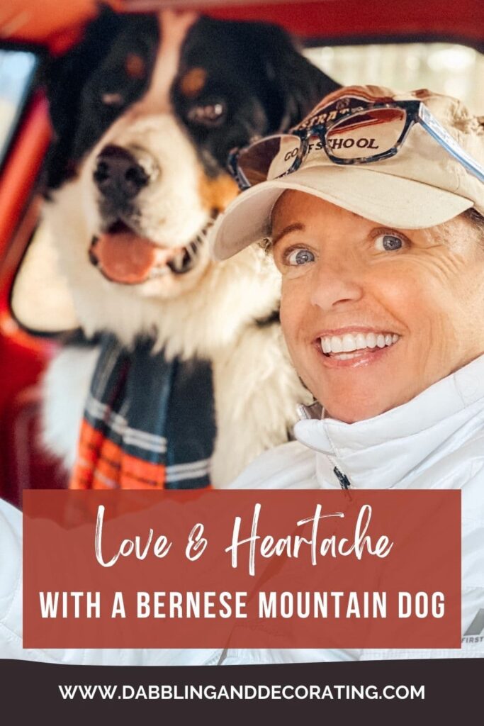 Love & Heartache with a Bernese Mountain Dog