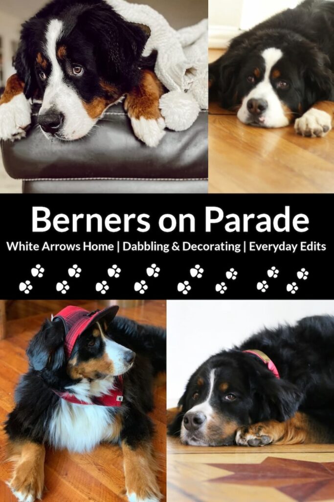 Four Bernese Mountain Dogs on Berners on Parade.